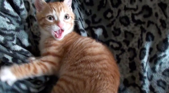 I momenti più belli di Marmelade