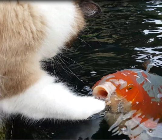 Gatto e pesce Koi interagiscono