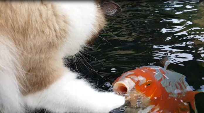 Gatto e pesce Koi interagiscono
