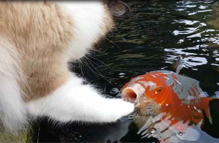 Gatto e pesce Koi interagiscono