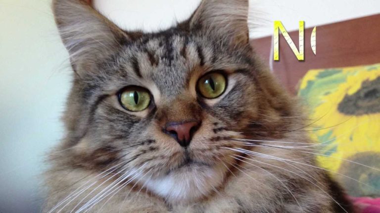 Diego, il gatto innamorato del suo umano