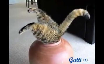 Gatti divertenti