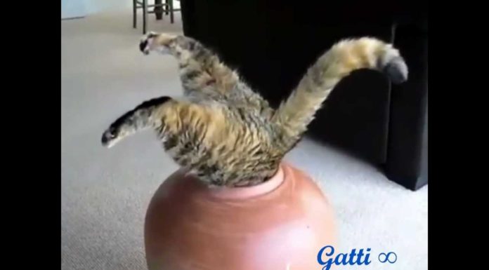 Gatti divertenti