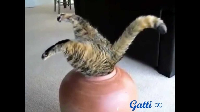 Gatti divertenti