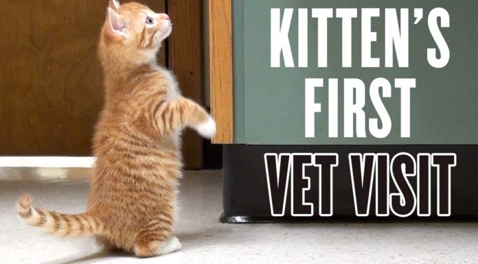 Marmalade la prima volta dal veterinario