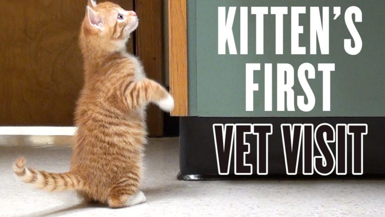 Marmalade la prima volta dal veterinario