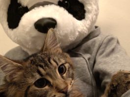 Panda innamorato del gattino Osamu