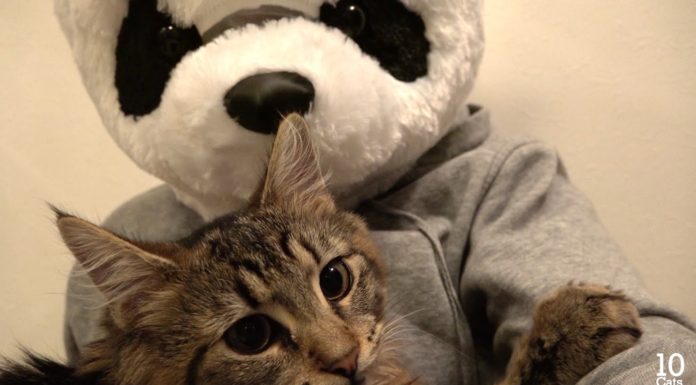 Panda innamorato del gattino Osamu