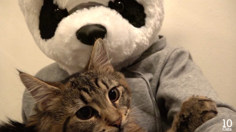 Panda innamorato del gattino Osamu