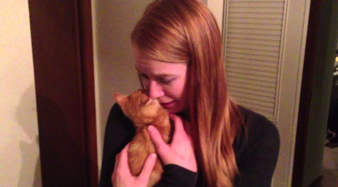 Gatto a sorpresa per la sua fidanzata