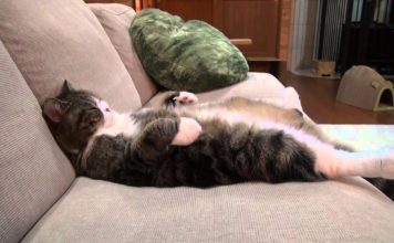 Maru dorme sul sofà