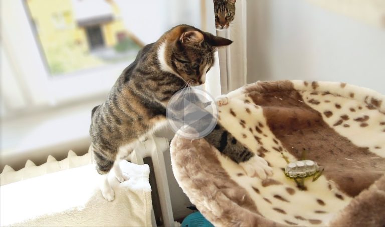 Gatto vs Cavalletta
