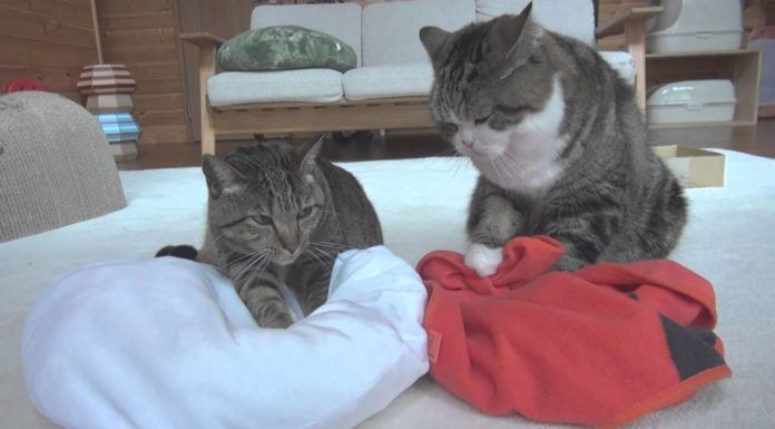 Facciamo le “pestine”?