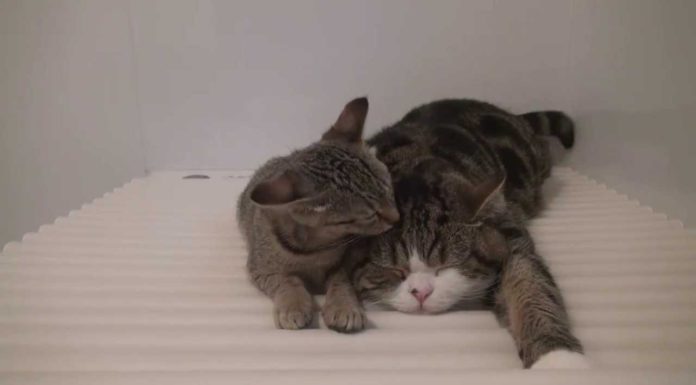 Maru e Hana in bagno