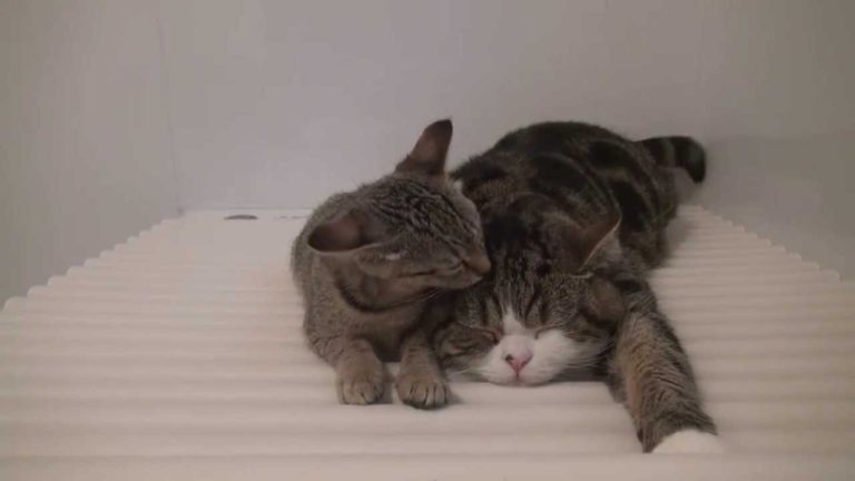 Maru e Hana in bagno
