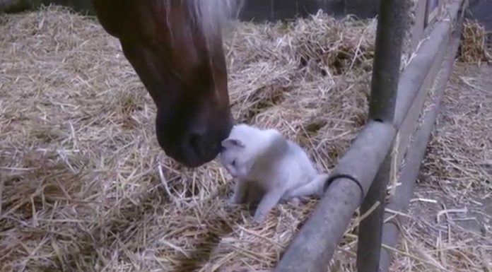 Gattino si fa coccolare da un cavallo