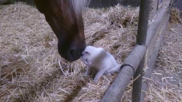 Gattino si fa coccolare da un cavallo