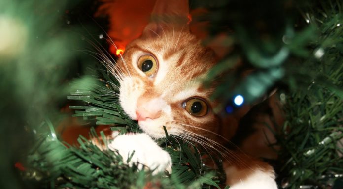 Guida di Natale… per gatti