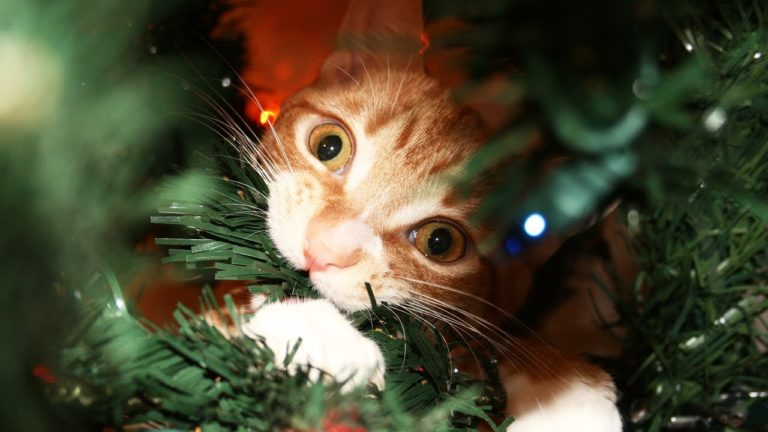 Guida di Natale… per gatti