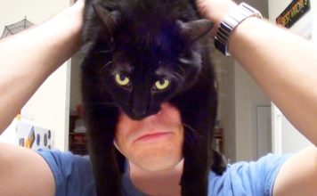 Come addestrare un umano… se siete gatti