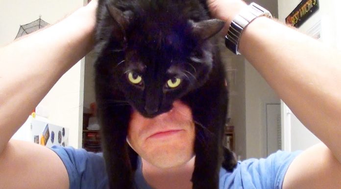 Come addestrare un umano… se siete gatti