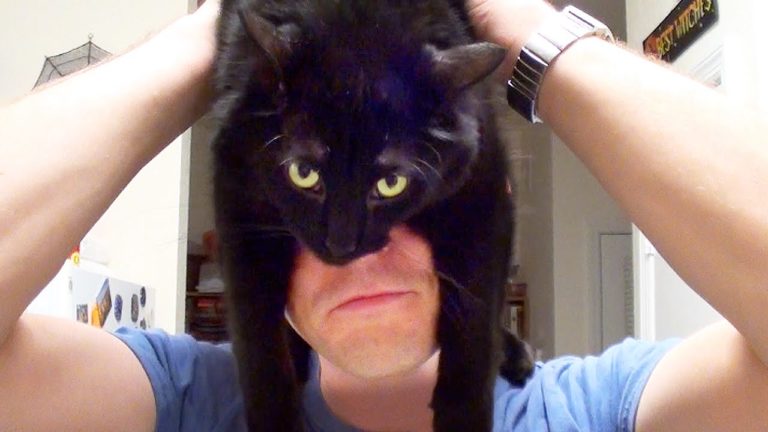 Come addestrare un umano… se siete gatti