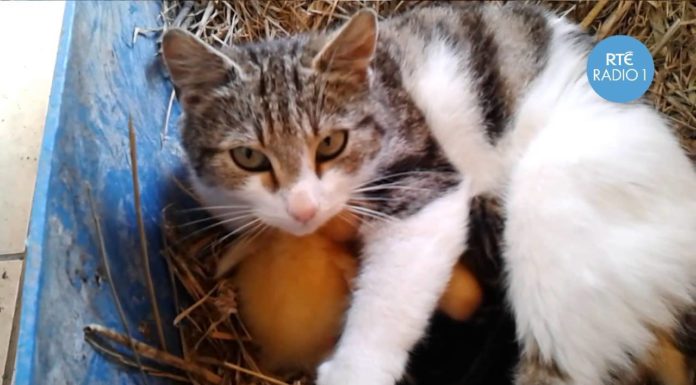 Mamma gatta allatta degli anatroccoli