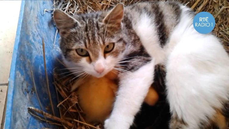 Mamma gatta allatta degli anatroccoli