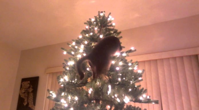 Gatto alle prese con l’albero di Natale… disastro!