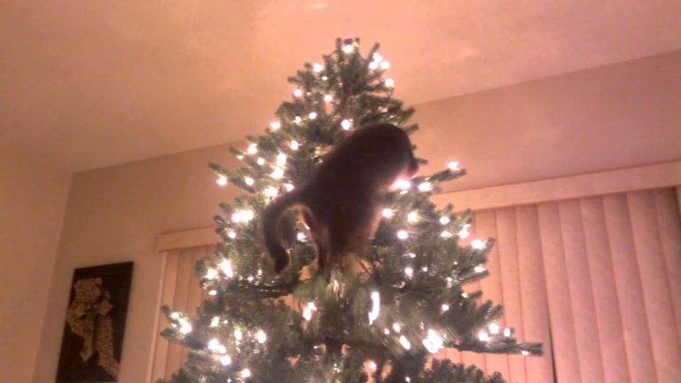 Gatto alle prese con l’albero di Natale… disastro!