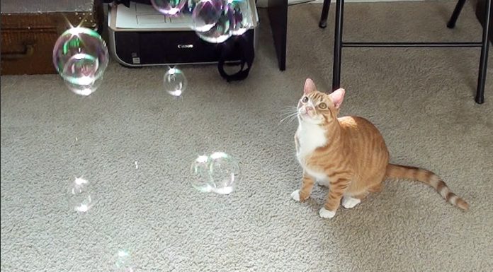 Giochiamo con le bolle di sapone?