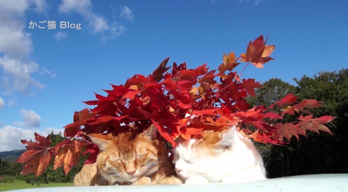 Autunno e… gatti