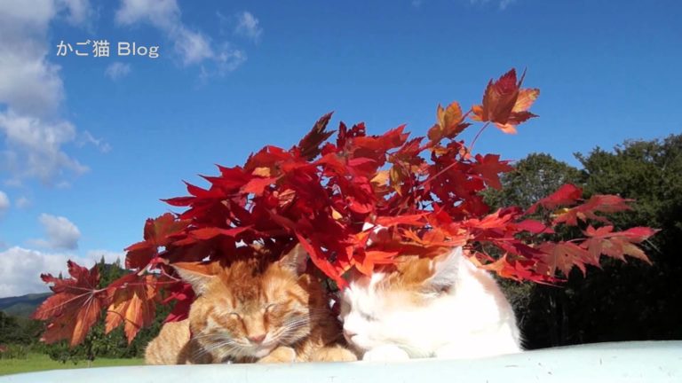 Autunno e… gatti