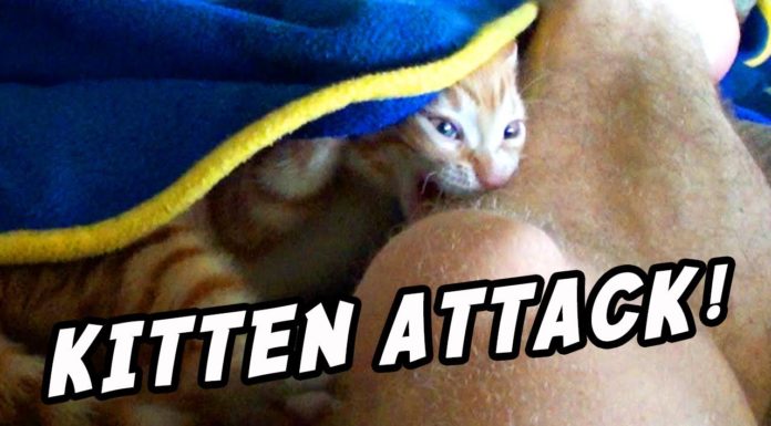 Quando il gatto attacca!