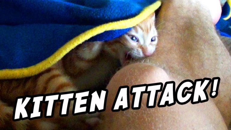 Quando il gatto attacca!