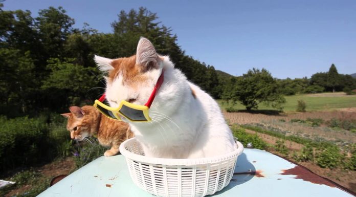 Il gatto con gli occhiali