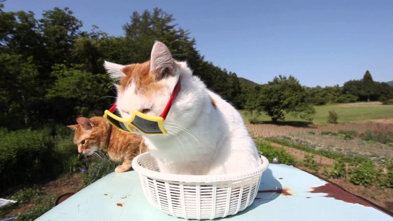 Il gatto con gli occhiali