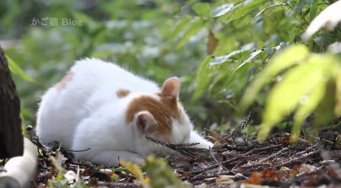 Gatti alla scoperta del bosco