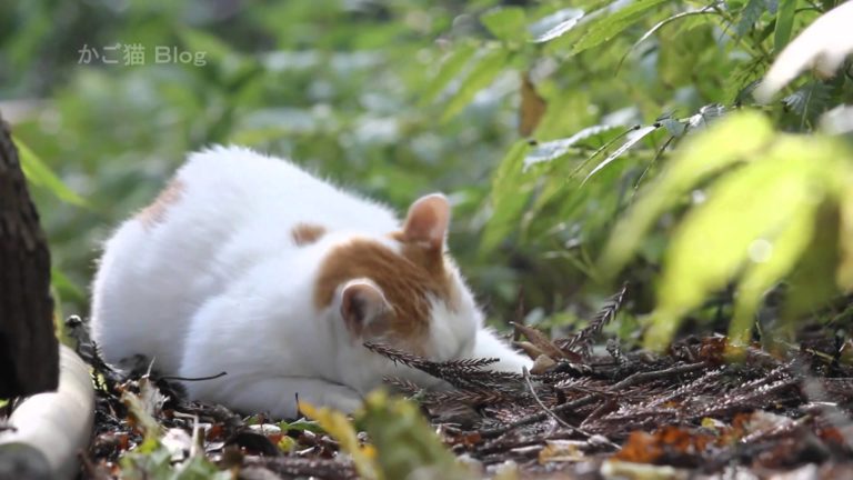 Gatti alla scoperta del bosco