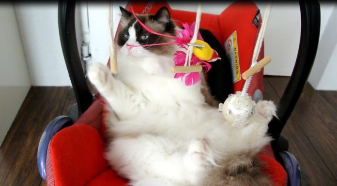 Gatto si crede un bambino