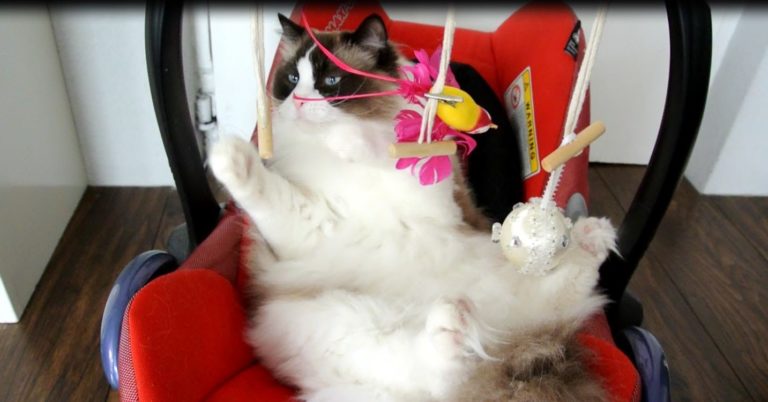 Gatto si crede un bambino