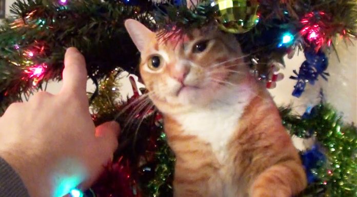 Come decorare l’albero di Natale con un aiutante particolare