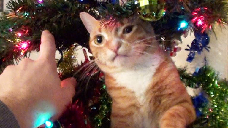 Come decorare l’albero di Natale con un aiutante particolare