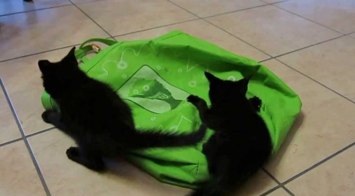 Gattini neri giocano come pazzi