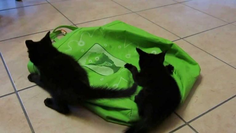 Gattini neri giocano come pazzi