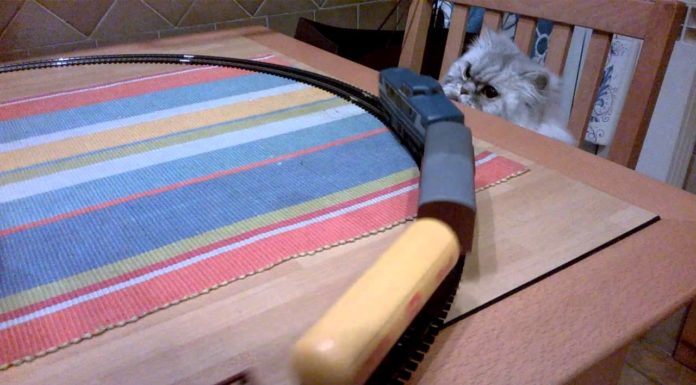 Gatto gioca con il trenino