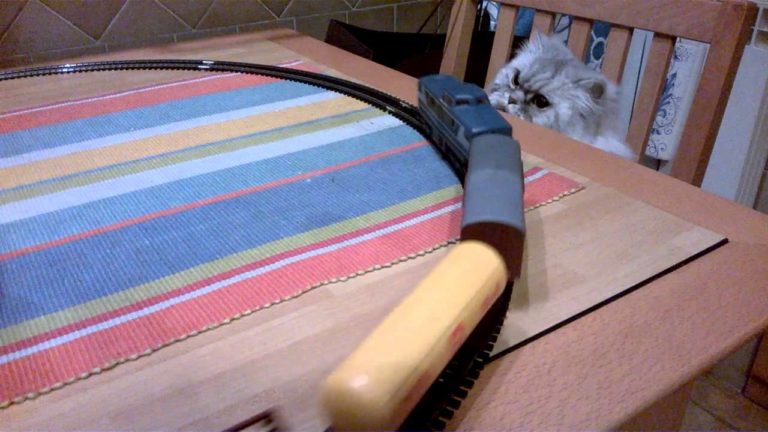 Gatto gioca con il trenino