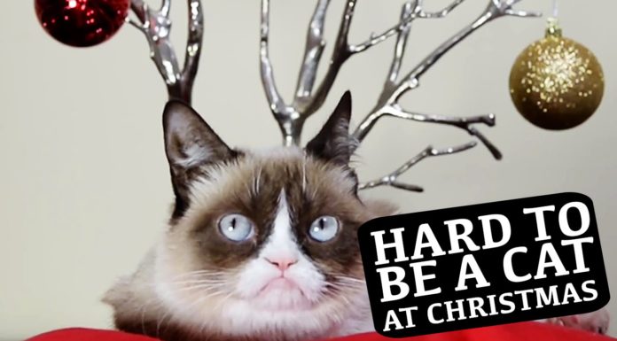 Grumpy Cat canta “Com’è difficile essere un gatto a Natale”