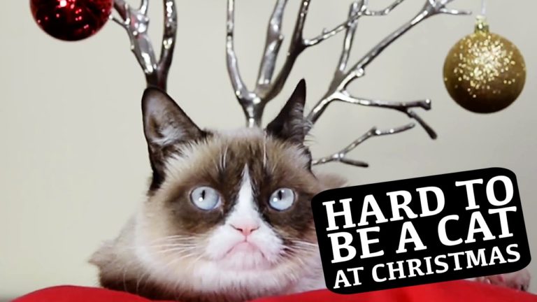 Grumpy Cat canta “Com’è difficile essere un gatto a Natale”