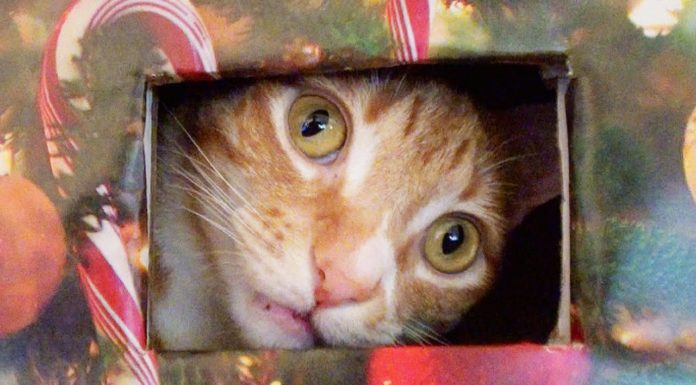 Come realizzare un albero di Natale a prova di gatto